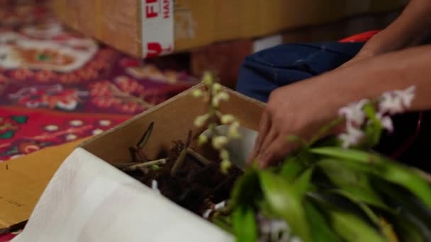 Primer Plano Ángulo Alto Del Embalaje Planta Interior Orquídea Por — Vídeo de stock