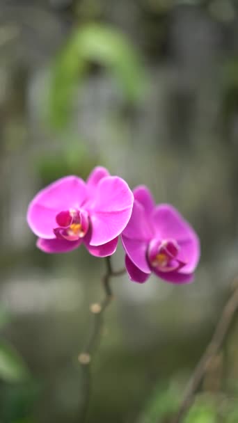 Close Uitzicht Bokeh Van Orchidee Planten Volle Bloei Verschillende Kleuren — Stockvideo