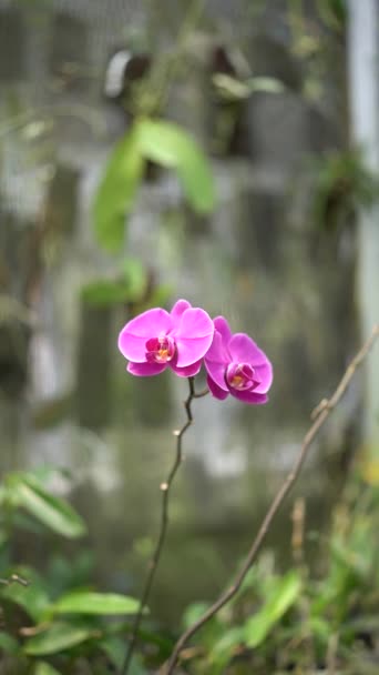Close Uitzicht Bokeh Van Orchidee Planten Volle Bloei Verschillende Kleuren — Stockvideo