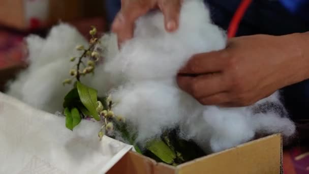 High Angle Close Orchid Houseplant Packing Unrecognizable Asian Man Hands — Stock Video