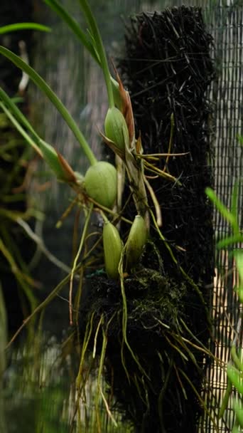 温室内のさまざまな種類とサイズの多くの蘭の植物の閉じた詳細な映像 苗から成人まで温室で栽培されているさまざまな種類の果樹園のクローズアップ — ストック動画