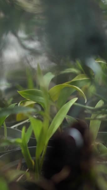 Крупный План Подробные Кадры Многих Орхидеи Растений Различных Типов Размеров — стоковое видео