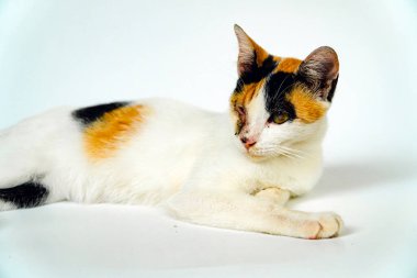 Sağ gözünün üzerinde yara olan 2 yaşında bir evcil kedi beyaz bir arka planda dinleniyor. Tembelce poz veren ve çok rahat ve sevimli görünen beyaz bir kedi görüntüsü.