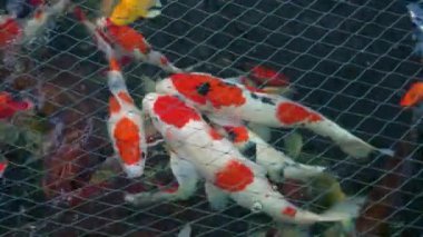 Renkli Koi Balığı, Nishikigoi ya da Amur sazan balıklarından oluşan büyük bir grup gölette aktif olarak hareket eder. Ağ ile donatılmış göldeki koi balığının yavaş çekim görüntüleri balığın dışarı atlamasını engelliyor.