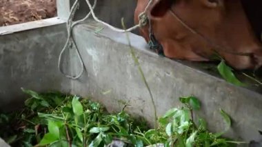 Kahverengi ve beyaz çizgili süt ineğinin kafasının yakın plan görüntüsü üreme ağılındaki çeşitli taze otları yiyor. Çiftçiler tarafından kırsal bölgelerde yetiştirilen süt inekleri büyük miktarlarda süt üretebilirler.