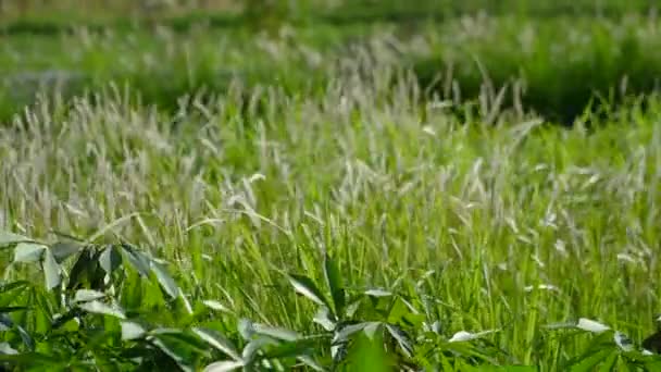 Vue rapprochée de l'herbe soufflant dans le vent dans l'après-midi sur le fond naturel d'un paysage estival. Images au ralenti des fleurs blanches de l'herbe dans une rizière oscillant dans le vent
