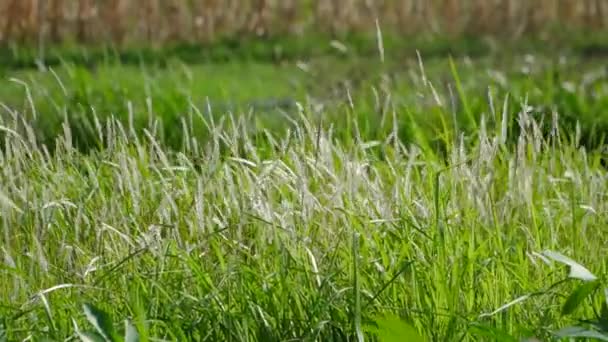 Vue rapprochée de l'herbe soufflant dans le vent dans l'après-midi sur le fond naturel d'un paysage estival. Images au ralenti des fleurs blanches de l'herbe dans une rizière oscillant dans le vent