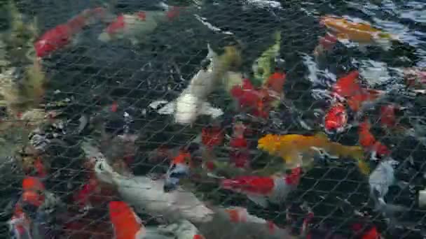 一大群五彩斑斓的科伊鱼 或叫Nishikigoi 或叫Amur Carp 活跃地在池塘里 鱼儿在池塘里慢动作的镜头 在池塘里装有网以防止鱼儿跳出水面 — 图库视频影像
