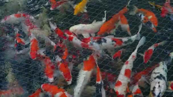 Grande Grupo Coloridos Koi Fish Nishikigoi Carpa Amur Mover Ativamente — Vídeo de Stock