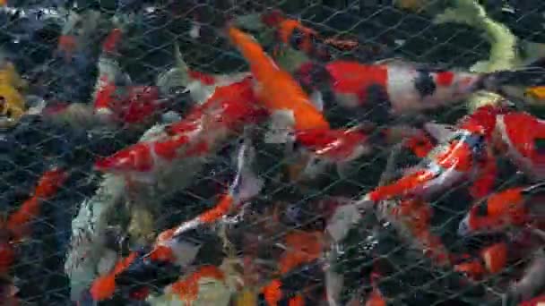 Large Group Colorful Koi Fish Nishikigoi Amur Carp Move Actively — Stock Video