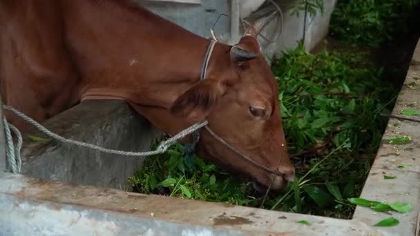 近距离观察一头棕色和白色条纹奶牛在繁殖地里吃着各种新鲜的青草 农村地区农民饲养的奶牛可以生产大量的牛奶 — 图库视频影像
