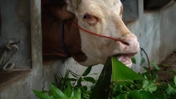 Крупним Планом Вид Голову Коричнево Білої Смугастої Молочної Корови Їсть — стокове відео