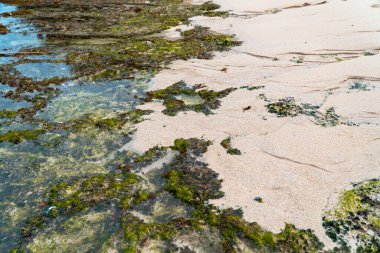 Mercan, yosun ve Endonezya 'nın güneyinde hala turistlerin olmadığı gizli bir sahilden gelen beyaz kum parçaları. Sabahları çok güzel manzaralı sahil.