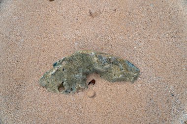 Pacitan, Doğu Cava, Endonezya 'nın güney sahilindeki beyaz bir kumsalın kenarındaki mercan kayalarının ayrıntıları. Mercan kayaları sahilin dört bir yanına dağılmış. Çukur hatları ve düzensiz şekilleri var.