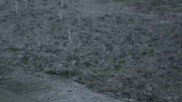 Rzędy Dachówek Wsi Roślin Które Mokre Powodu Silnego Deszczu Towarzyszy — Wideo stockowe