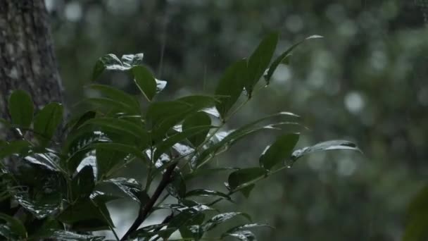 Köydeki Çatı Kiremitleri Şiddetli Yağmur Nedeniyle Gün Boyunca Rüzgarın Eşlik — Stok video
