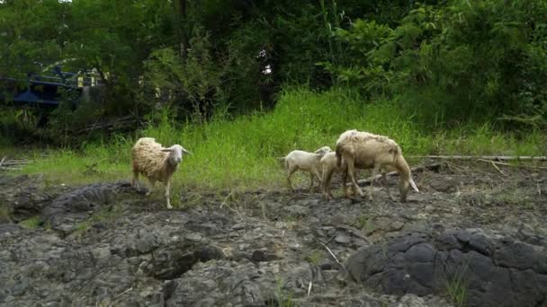 一群山羊在沉寂的古代熔岩形成的岩石中吃草 山羊被主人放走去寻找自己的食物 一群山羊在岩石之间寻找青草 — 图库视频影像