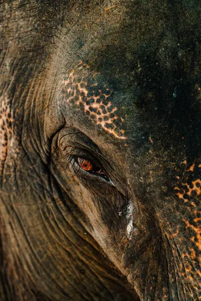 Details of the face and eyes of a Thai elephant from a very close distance. Elephant\'s Eye Closet at Phuket Thailand Tourist Location, Its Eyes Look Sad and Save Suffering