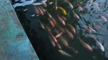 Kırmızı tilapia balığı yetiştirmek için kullanılan bir konut kompleksindeki hendek. Oluktaki suyun berraklığı kırmızı tilapia balığını açıkça yüzeyden görünür kılıyor.