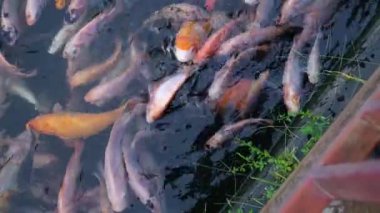 Kırmızı tilapia balığı yetiştirmek için kullanılan bir konut kompleksindeki hendek. Oluktaki suyun berraklığı kırmızı tilapia balığını açıkça yüzeyden görünür kılıyor.