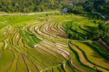 Hava görüntüleri, büyük yeşil pirinç tarlaları ve yerleşim alanları olan bir köyün manzarasını gösteriyor. Öğleden sonra düzgünce düzenlenmiş pirinç tarlalarının hava manzarası.