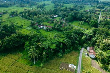 Hava görüntüleri, büyük yeşil pirinç tarlaları ve yerleşim alanları olan bir köyün manzarasını gösteriyor. Öğleden sonra düzgünce düzenlenmiş pirinç tarlalarının hava manzarası.