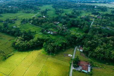 Hava görüntüleri, büyük yeşil pirinç tarlaları ve yerleşim alanları olan bir köyün manzarasını gösteriyor. Öğleden sonra düzgünce düzenlenmiş pirinç tarlalarının hava manzarası.