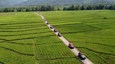 Ortasında küçük bir yol olan çok büyük yeşil pirinç tarlasının hava görüntüleri. Pirinç tarlasının insansız hava aracı görüntüleri güzel bir köyde bir cip konvoyunun yanından geçti.