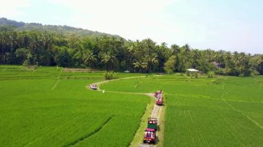 Ortasında küçük bir yol olan çok büyük yeşil pirinç tarlasının hava görüntüleri. Pirinç tarlasının insansız hava aracı görüntüleri güzel bir köyde bir cip konvoyunun yanından geçti.