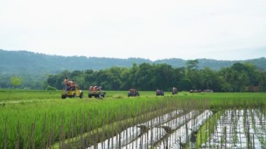 19 Mayıs 2024 'te Endonezya' nın Kulon Progo şehrinde geniş bir pirinç tarlası alanının ortasındaki küçük bir yolda bir cip turu etkinliği gerçekleşiyor.