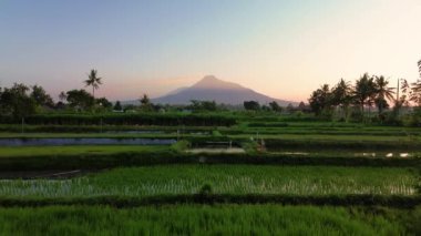 Merapi Dağı 'nın panoraması ve sabah güzel köyde pirinç tarlaları. Sabah pirinç tarlasında Merapi Dağı 'nın arka planında hafif çiğ taneleri ve mavi sarı sabah gökyüzü