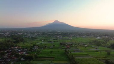 Merapi Dağı 'nın panoraması ve sabah güzel köyde pirinç tarlaları. Sabah pirinç tarlasında Merapi Dağı 'nın arka planında hafif çiğ taneleri ve mavi sarı sabah gökyüzü