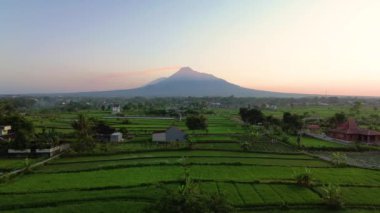 Merapi Dağı 'nın panoraması ve sabah güzel köyde pirinç tarlaları. Sabah pirinç tarlasında Merapi Dağı 'nın arka planında hafif çiğ taneleri ve mavi sarı sabah gökyüzü