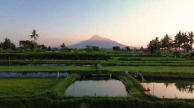 Merapi Dağı 'nın panoraması ve sabah güzel köyde pirinç tarlaları. Sabah pirinç tarlasında Merapi Dağı 'nın arka planında hafif çiğ taneleri ve mavi sarı sabah gökyüzü