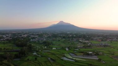 Merapi Dağı 'nın panoraması ve sabah güzel köyde pirinç tarlaları. Sabah pirinç tarlasında Merapi Dağı 'nın arka planında hafif çiğ taneleri ve mavi sarı sabah gökyüzü