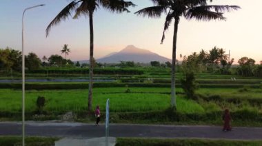 Merapi Dağı 'nın panoraması ve sabah güzel köyde pirinç tarlaları. Sabah pirinç tarlasında Merapi Dağı 'nın arka planında hafif çiğ taneleri ve mavi sarı sabah gökyüzü