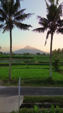 Merapi Dağı 'nın portresi ve pirinç tarlaları sabah güzel bir köyde. Sabah pirinç tarlasında Merapi Dağı 'nın arka planında hafif çiğ taneleri ve mavi sarı sabah gökyüzü