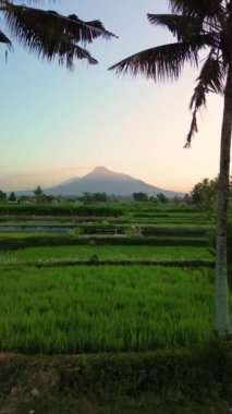Merapi Dağı 'nın portresi ve pirinç tarlaları sabah güzel bir köyde. Sabah pirinç tarlasında Merapi Dağı 'nın arka planında hafif çiğ taneleri ve mavi sarı sabah gökyüzü