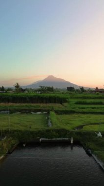 Merapi Dağı 'nın portresi ve pirinç tarlaları sabah güzel bir köyde. Sabah pirinç tarlasında Merapi Dağı 'nın arka planında hafif çiğ taneleri ve mavi sarı sabah gökyüzü