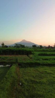 Merapi Dağı 'nın portresi ve pirinç tarlaları sabah güzel bir köyde. Sabah pirinç tarlasında Merapi Dağı 'nın arka planında hafif çiğ taneleri ve mavi sarı sabah gökyüzü