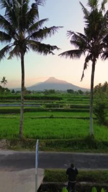 Merapi Dağı 'nın portresi ve pirinç tarlaları sabah güzel bir köyde. Sabah pirinç tarlasında Merapi Dağı 'nın arka planında hafif çiğ taneleri ve mavi sarı sabah gökyüzü