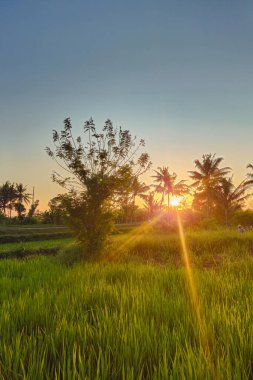 Sabah güneş doğduktan hemen sonra çiğ pirinç bitkileri. Kırsal bir alanda sabah çiğ ve sıcak güneş ışığıyla yeşil pirinç tarlalarının engin manzarası.