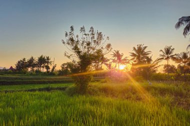 Sabah güneş doğduktan hemen sonra çiğ pirinç bitkileri. Kırsal bir alanda sabah çiğ ve sıcak güneş ışığıyla yeşil pirinç tarlalarının engin manzarası.