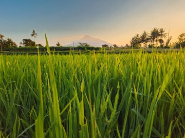 Sabahleyin sessiz bir köyde pirinç tarlalarının manzarası. Pirinç tarlaları gençken ve sabah yeşilken güzel bir dağ arkaplanı ve mavimsi sarı bir sabah gökyüzü olan küçük bir çiğ tanesiyle