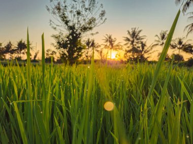 Sabah güneş doğduktan hemen sonra çiğ pirinç bitkileri. Kırsal bir alanda sabah çiğ ve sıcak güneş ışığıyla yeşil pirinç tarlalarının engin manzarası.