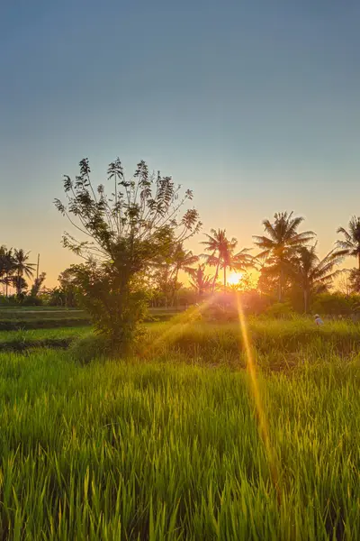 Sabah güneş doğduktan hemen sonra çiğ pirinç bitkileri. Kırsal bir alanda sabah çiğ ve sıcak güneş ışığıyla yeşil pirinç tarlalarının engin manzarası.