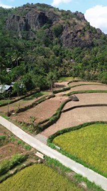 Arka planda görkemli ve güzel bir antik yanardağ olan pirinç tarlasının ortasından hızla geçen bir motosikletlinin portresi.