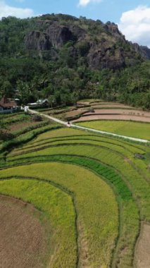 Arka planda görkemli ve güzel bir antik yanardağ olan pirinç tarlasının ortasından hızla geçen bir motosikletlinin portresi.