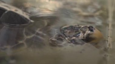 Sahildeki üreme havuzunda yumurtalarını bıraktıktan sonra yetişkin bir deniz kaplumbağasının 4K görüntüsü. Vahşi doğada tekrar yaşaması için serbest bırakılmadan önce geçici bir göletteki deniz kaplumbağasının yakınına.