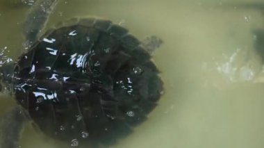 Sahildeki üreme havuzunda yumurtalarını bıraktıktan sonra yetişkin bir deniz kaplumbağasının 4K görüntüsü. Vahşi doğada tekrar yaşaması için serbest bırakılmadan önce geçici bir göletteki deniz kaplumbağasının yakınına.